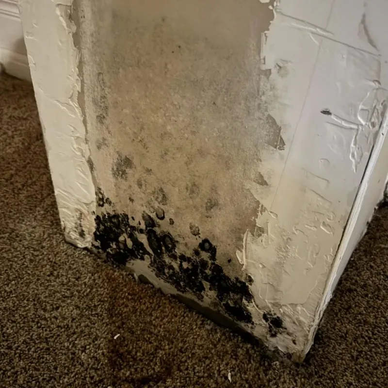 Professional Mold Removal in Bellevue, WI